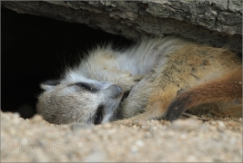 <p>SURIKATA (Suricata suricatta), ZOO Ústí nad Labem</p>